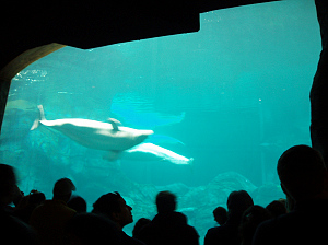 念願の水族館！_c0055636_21232278.jpg