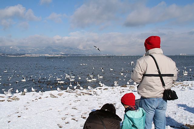 草津湖岸にコハクチョウが134羽来ています_a0031741_14572760.jpg