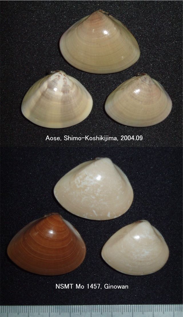 沖縄のチョウセンハマグリ Beachmollusc ひむかのハマグリ