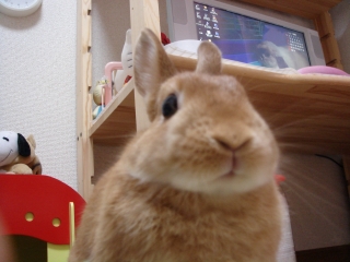 c0032257_1155719.jpg