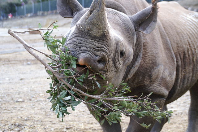 シロサイさんとクロサイさん 動物園でお散歩 シロサイさんとクロサイさん 動物園でお散歩