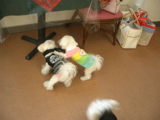 d0000559_19174392.gif