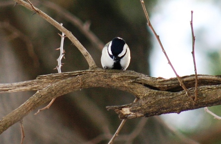d0010900_1746595.jpg