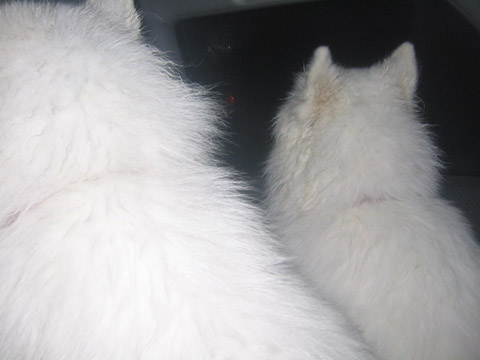a0044521_0103280.jpg