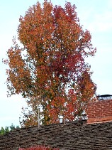 c0062603_13163214.jpg