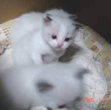 ラグドール子猫3週目_e0033609_16423020.jpg