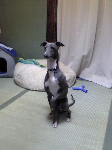 c0003217_0321435.jpg
