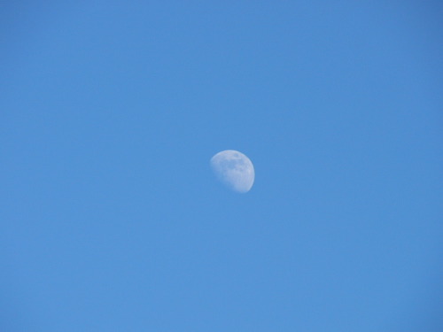 Blue sky & White moon_a0015134_2342062.jpg