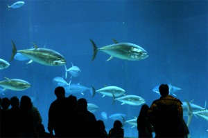 水族館_b0066756_4445816.jpg