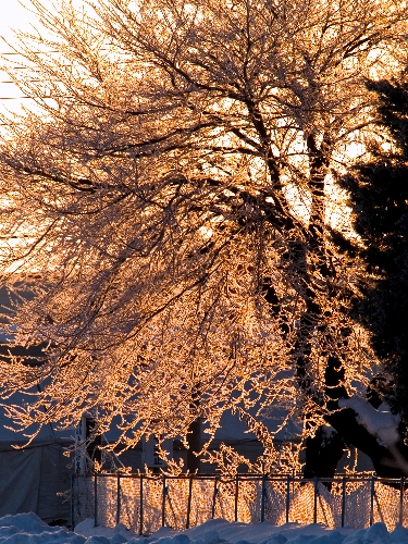 厳寒の花・霧氷～♪_c0008502_17245737.jpg