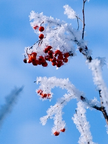 厳寒の花・霧氷～♪_c0008502_17291663.jpg