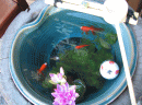 d0014408_14552172.gif