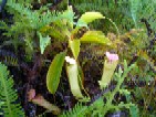 食虫植物_a0043520_2228223.jpg