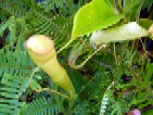 食虫植物_a0043520_2228546.jpg