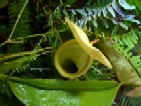 食虫植物_a0043520_22292634.jpg