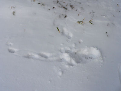 テンの足跡か 生き物徒然草 野良道楽
