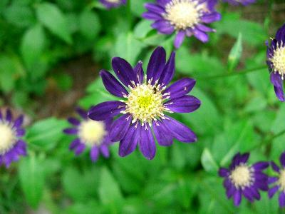 都忘れ ミヤコワスレ 花の仲間調べ 都忘れ ミヤコワスレ 花の仲間調べ