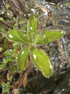 氷の花_c0000134_10114327.jpg