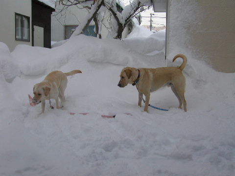 昨日の犠牲者……_e0005647_204275.jpg