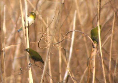 ■鳥に食べてほしい！_e0046474_15531755.jpg