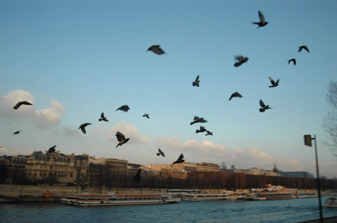 撮影技術解説 飛ぶ鳥を撮る パリ Paris カメラマン都筑 清の写真ブログ 撮影技術解説 飛ぶ鳥を撮る パリ Paris カメラマン都筑 清の写真ブログ