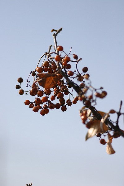 a0040021_20132555.jpg
