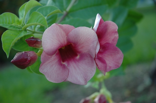 最新のhd南米 花 最高の花の画像