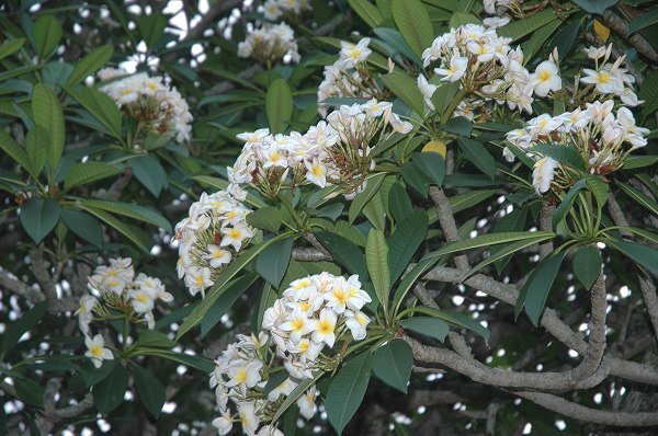 南米の花 その２ アトリエkaguyawing