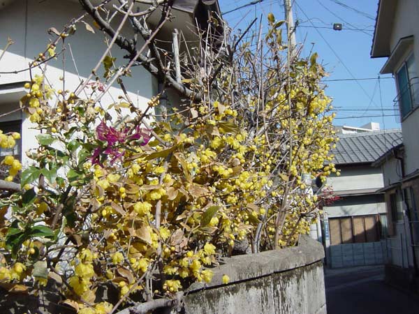 c0047341_9555734.jpg
