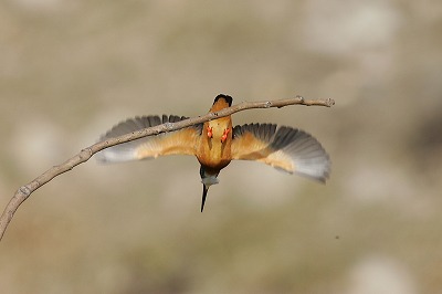 野鳥アルバム_b0047179_11114689.jpg