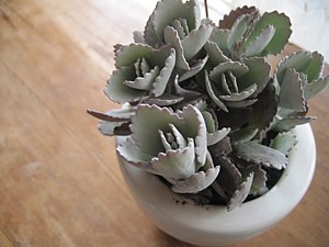 e0091804_23798.jpg