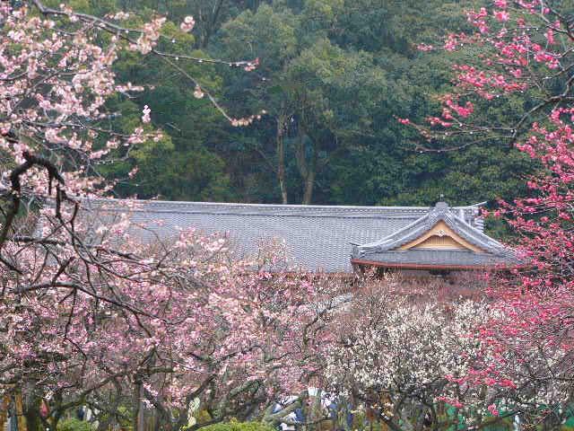 太宰府 四季の花_a0042310_11305263.jpg