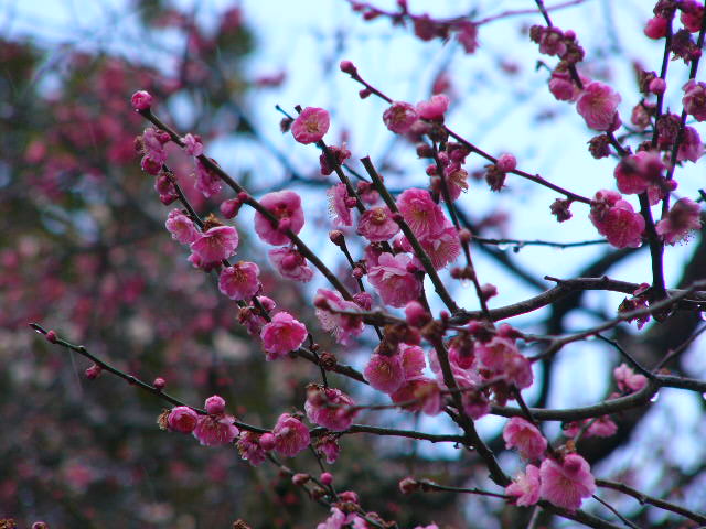 太宰府 四季の花_a0042310_11314422.jpg