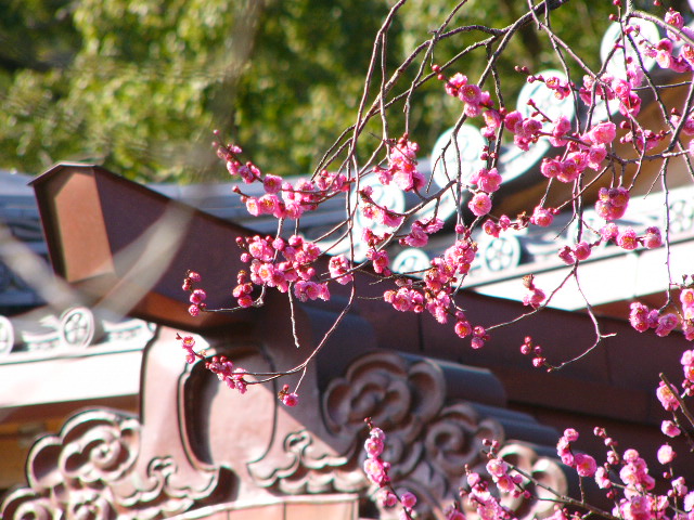 太宰府 四季の花_a0042310_11323924.jpg