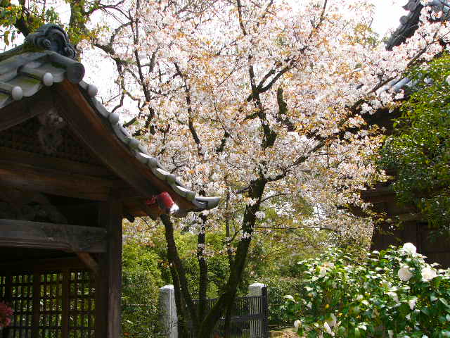 太宰府 四季の花_a0042310_11415398.jpg