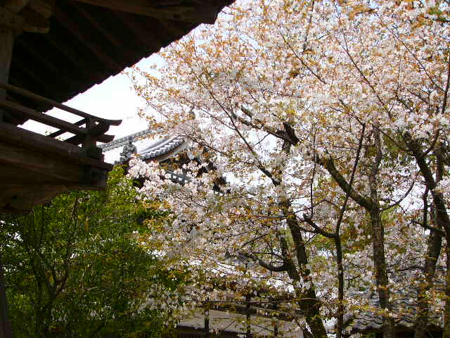 太宰府 四季の花_a0042310_11421486.jpg