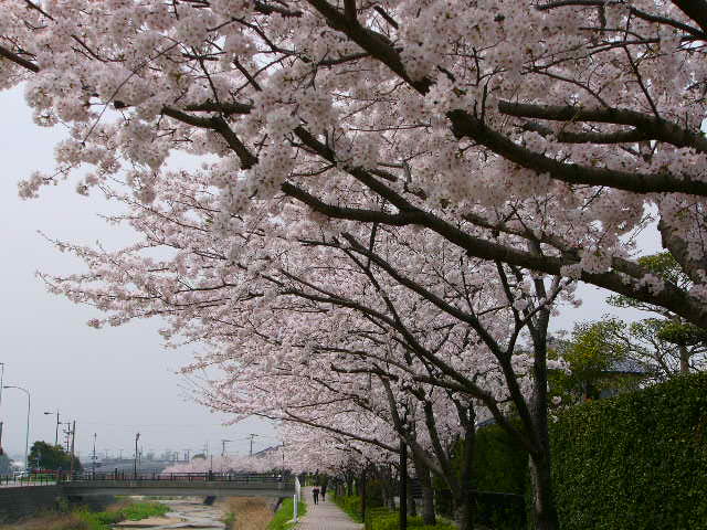 太宰府 四季の花_a0042310_1144195.jpg