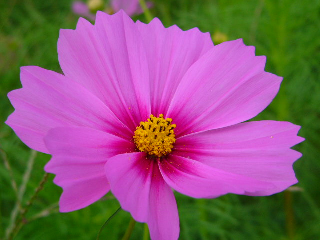 太宰府 四季の花_a0042310_1203247.jpg