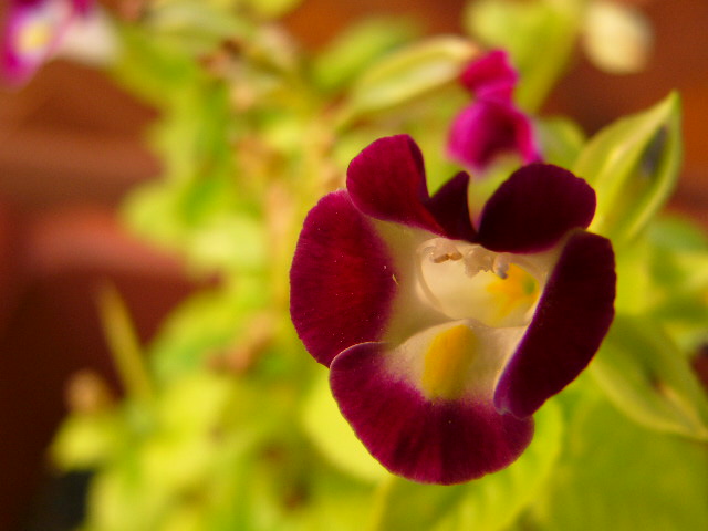 太宰府 四季の花_a0042310_1210180.jpg