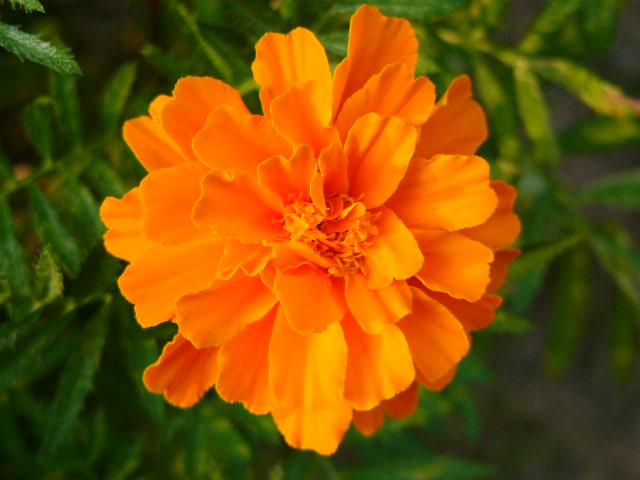 太宰府 四季の花_a0042310_12105892.jpg