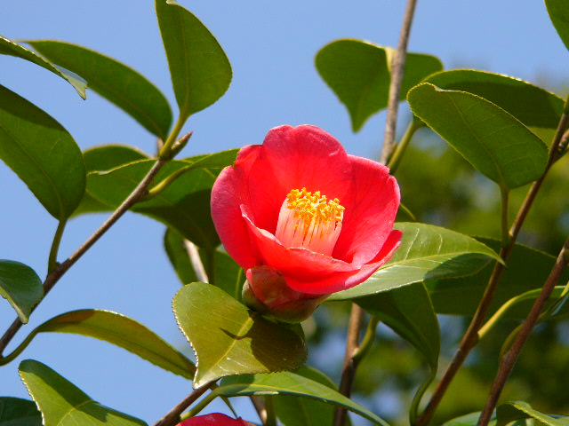 太宰府 四季の花_a0042310_1212855.jpg