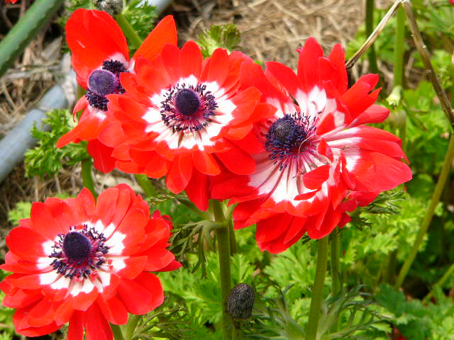 太宰府 四季の花_a0042310_1213541.jpg