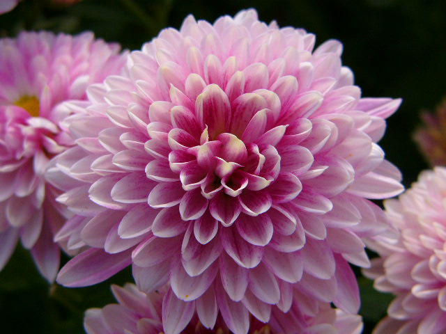 太宰府 四季の花_a0042310_12272975.jpg