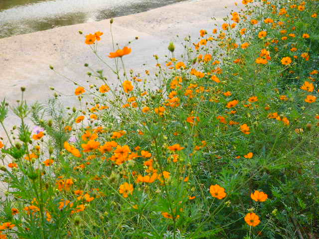 太宰府 四季の花_a0042310_123259.jpg