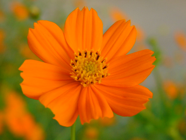 太宰府 四季の花_a0042310_1243948.jpg