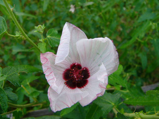 太宰府 四季の花_a0042310_1284886.jpg