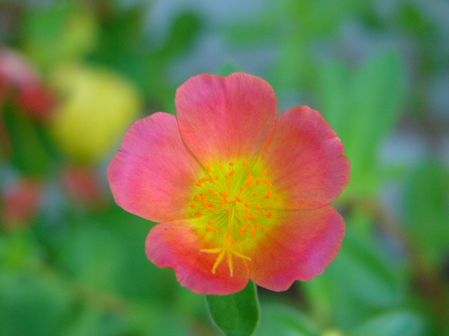 太宰府 四季の花_a0042310_128763.jpg