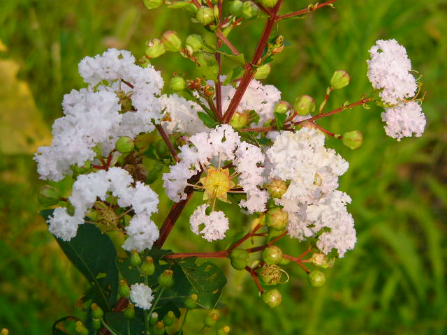 太宰府 四季の花_a0042310_1292656.jpg