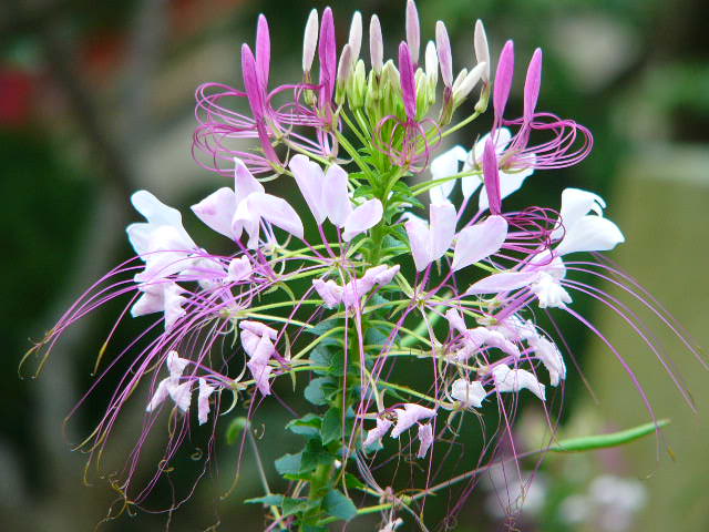 太宰府 四季の花_a0042310_129872.jpg