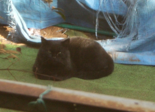 e0000126_0491379.jpg